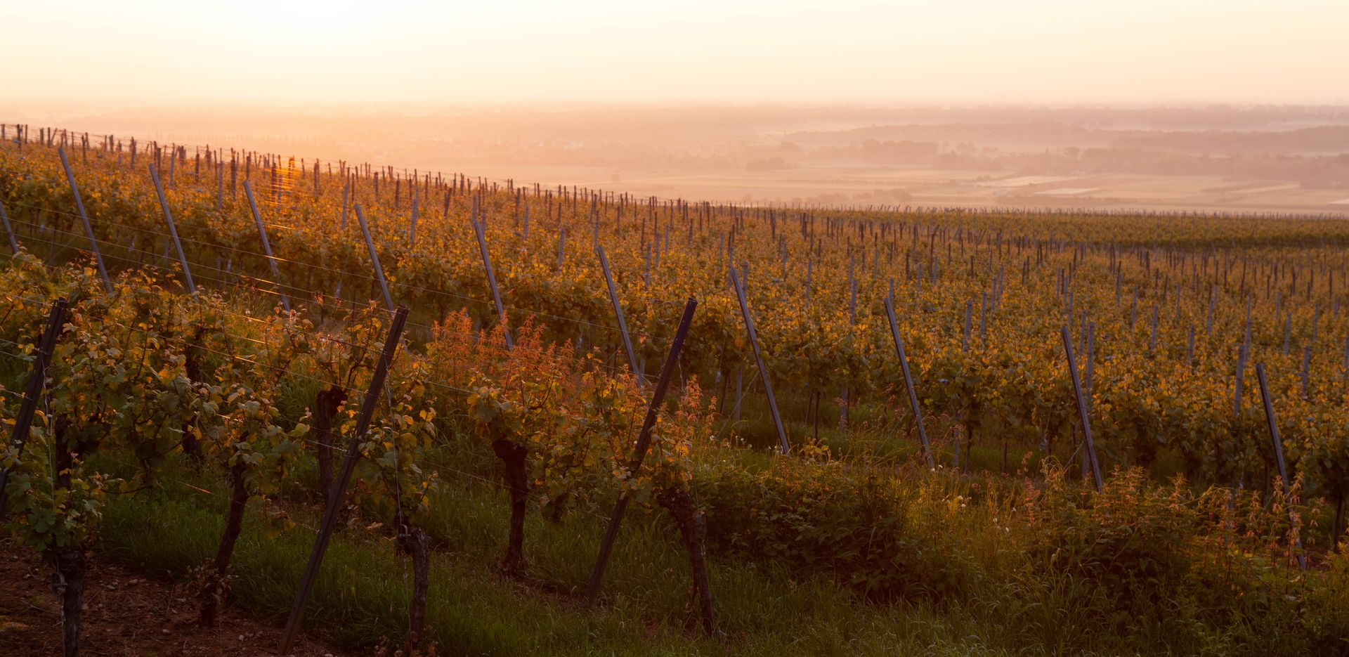 Golden-hour view over a Grand River Valley-style vineyard hillside